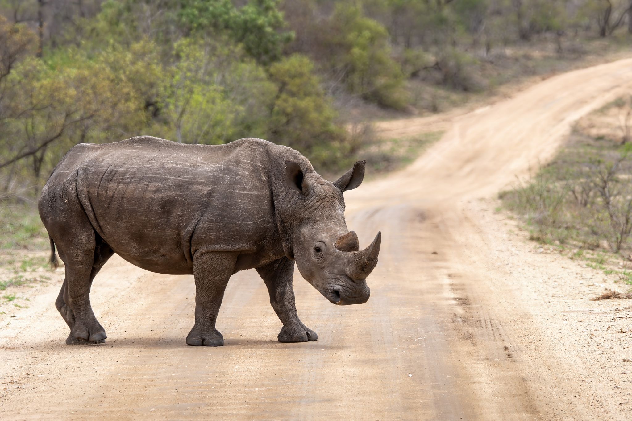 20161113 111442 Nashorn (1)
